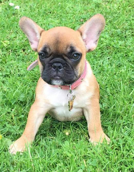 penning french bulldog zoe.jpg